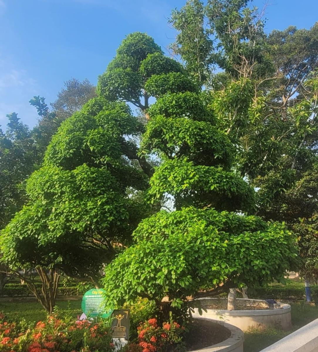 Cây khế và cây sộp tại Khu Di tích Nguyễn Sinh Sắc đón tuổi mới