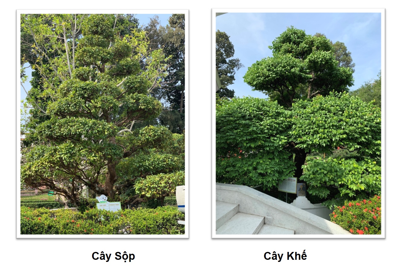 Cây khế và cây sộp tại Khu Di tích Nguyễn Sinh Sắc  thêm tuổi mới